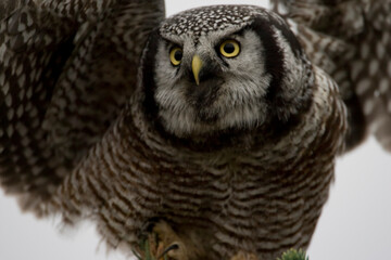 Boreal Owl, Denali National Park, Alaska