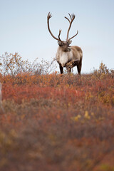 Bull Caribou, Denali National Park, Alaska © Paul
