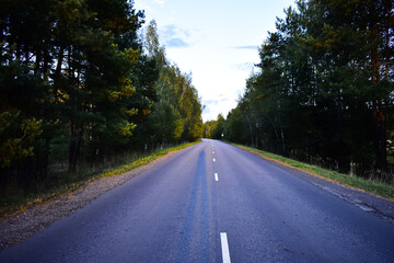 Fototapeta na wymiar asphalt road through the forest