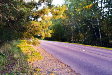 brightly lit branches along the road at sunset