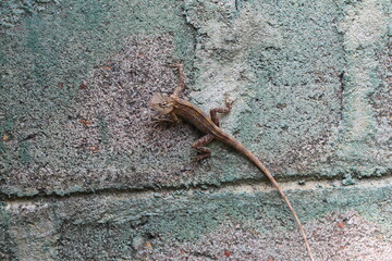 Blutsaugeragame - Calotes versicolor.