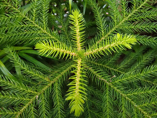 Araucaria Cunninghamii Hoop Pine leaves