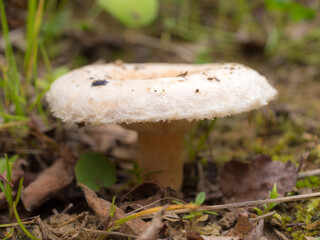 coral milky cap