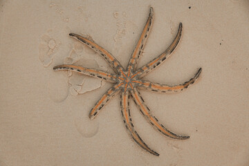 Starfish missing one leg