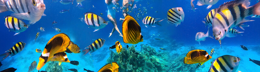 Underwater colorful tropical fishes at coral reef at Red Sea. Blue water in Sinai, Egypt. Couple snorkeling under water