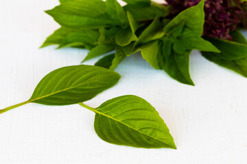 thai basil leaf natural herbal vegetable local flora of asia on background white