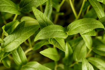 Young juicy green pea shoots