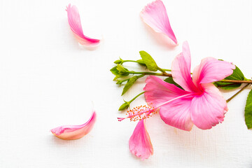 pink flowers hibiscus local flora of asia arrangement flat lay postcard style on background white wooden