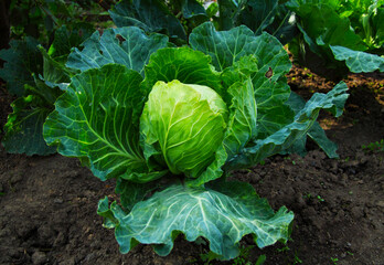 A large head of cabbage grows on the ground. Autumn on the farm. Vegetable for preparing autumn...