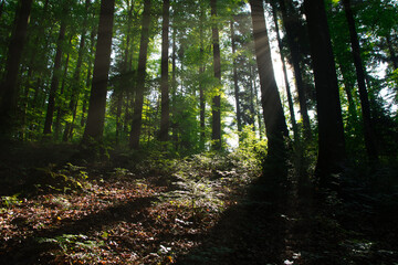 Schwarzwald im Morgenlicht
