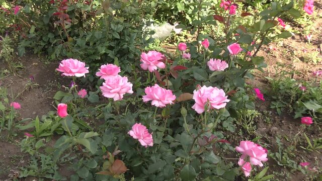 White-pink rose flower in autumn garden