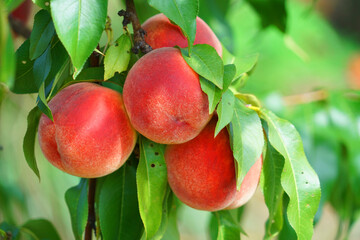 close up on fresh peaches on the branch