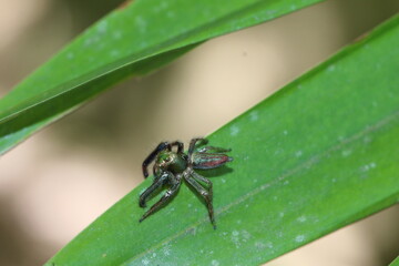 hübsche Springspinne in Sri Lanka