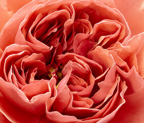 Red rosebud close-up. Artistic soft background