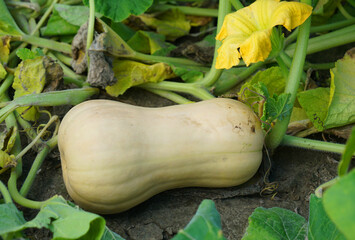 ripe butternut squash in the field during harvest season