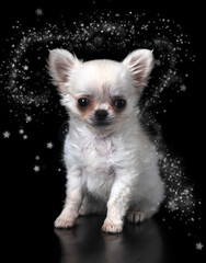 puppy chihuahua in studio