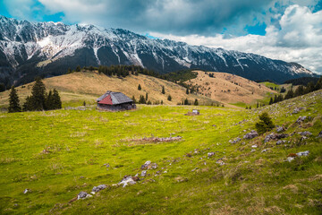 Fototapeta na wymiar Autumn pasture scenery with snowy mountains in background, Transylvania, Romania