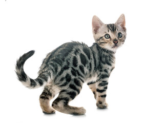 Fototapeta premium bengal kitten in studio