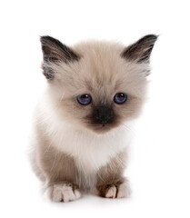 birman kitten in studio