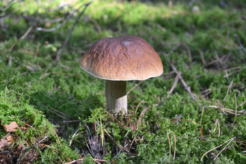 Wild Porcini mushroom