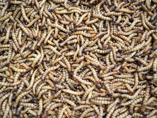 Many worms are used as bait and as food for animals.