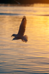 Fototapeta na wymiar Seagull flying low over the water and hunt for fish