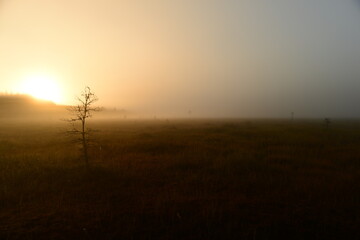 Fototapeta na wymiar Dawn in the fog on a forest swamp in the bright sunlight of the rising sun