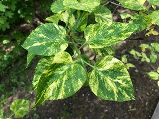 Leaves of Variegated lilac (syringa vulgaris Aucubifolia) in grenery. many shades of green
