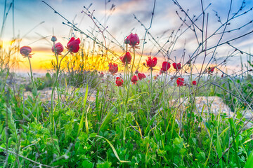 Spring sunset in nature landscape view