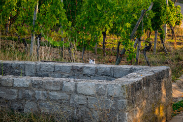 A Cat in the Vineyard 