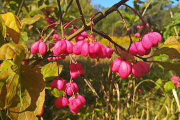 pink fruts  in bush