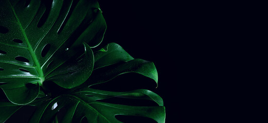 Green large tropical leaves of monstera on a black background close-up.