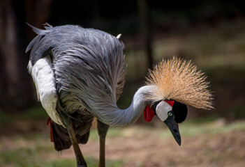 portrait of an Grey Crowned Crane or African Crowned Crane 