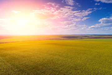 Summer landscape with sunflowers. Beautiful sunflower field. View from above. Countryside, rural landscape. Nature background.