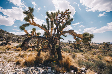Mojave Joshua Tree