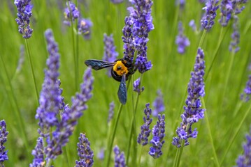 クマバチはラベンダーの花が大好き