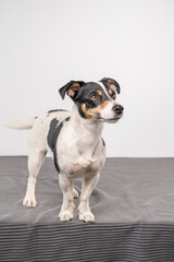 Fototapeta na wymiar Young brown, black and white Jack Russell Terrier posing in a studio, full body, copy space