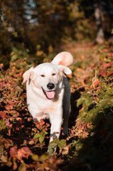 Beautiful white labrador mix breed dog in nature, autumn portrait