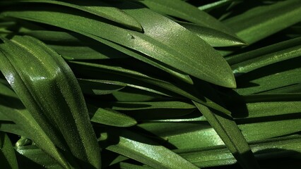 Obraz na płótnie Canvas aloe vera plant