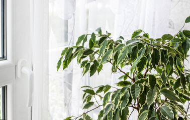 Green houseplant against the background of a white wall and window with a curtain
