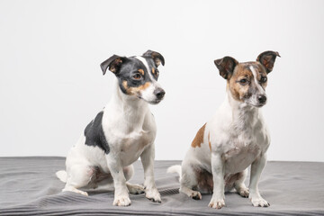 Two Jack Russell Terriers, one tan black and tan white posing in a studio, in full length, copy space