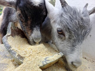 Fototapeta premium portrait of a goat