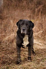 Beautiful black labrador mix breed dog in nature, autumn portrait