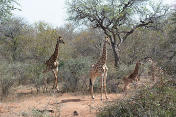 Naklejka premium giraffe in the savannah
