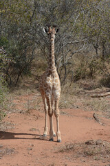 giraffe in the savannah