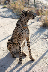 Wild Acinonyx jubatus (cheetah)