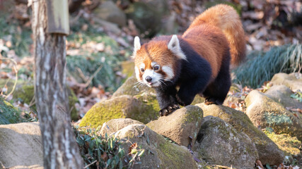 散歩をするレッサーパンダ