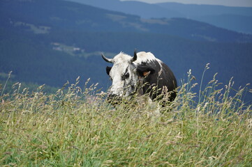Kuh in den Alpen