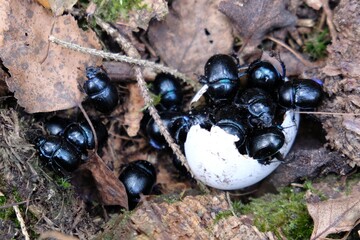 A lot of Anoplotrupes stercorosus (the dor beetle) in an egg shell on the ground in the forest.