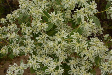 Euphorbia marginata on a blurred background with empty space